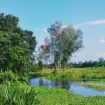 সবুজের বুকে জরাজীর্ণ কেল্লাই দক্ষিণপাড়া গ্রাম