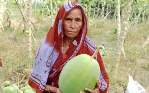 ঘিওরে এক কৃষকের প্রায় ৪০ মন কাচা পেঁপে রাতের আধারে কেটে ফেলেছে দুর্বৃত্তরা